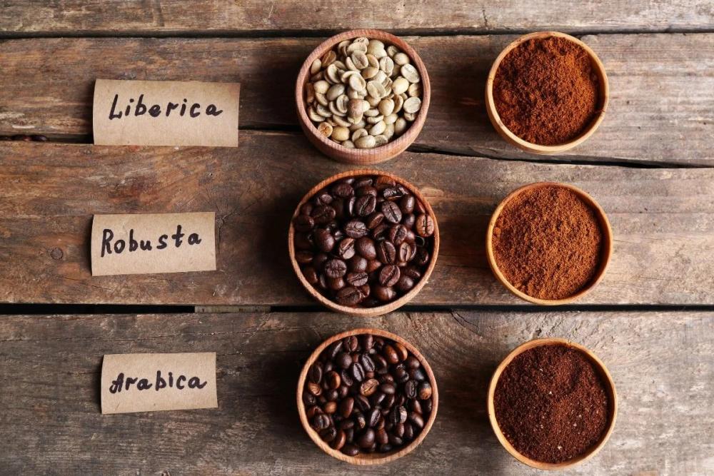 Các Loại Hạt Cafe Phổ Biến Nhất Hiện Nay Và Cách Lựa Chọn Phù Hợp